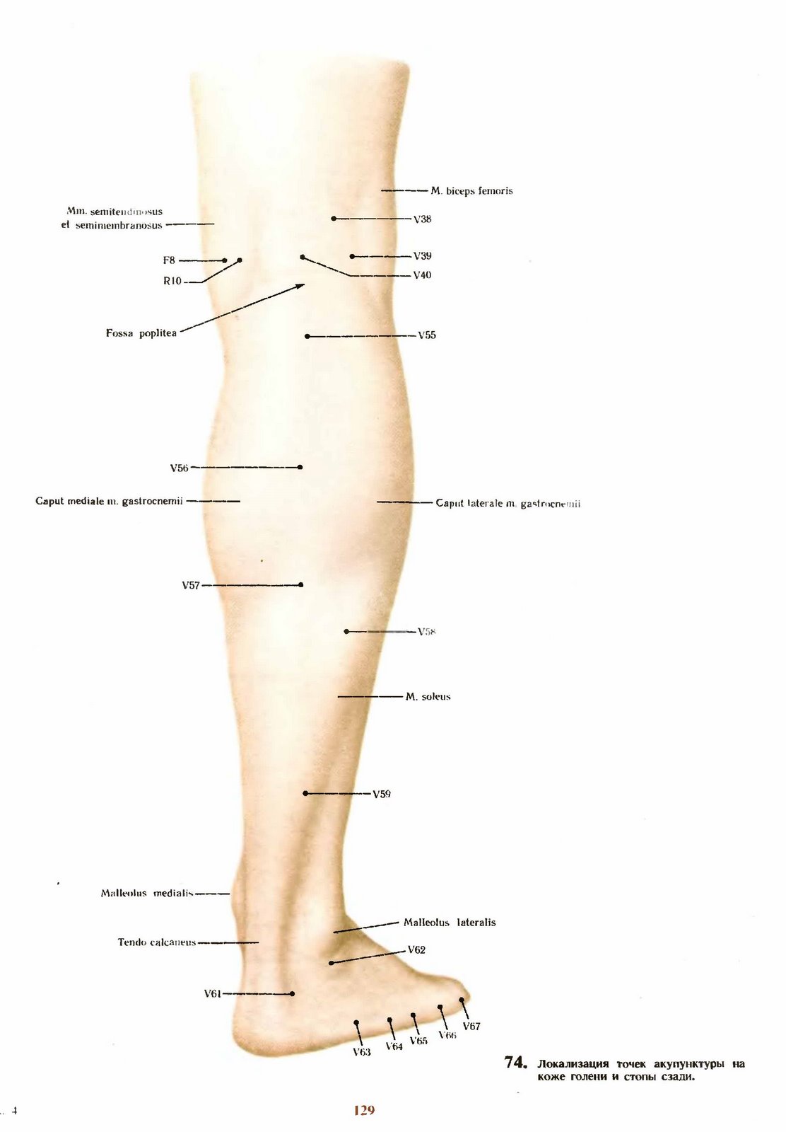 Где находится щиколотка на ноге фото. Голень лодыжка щиколотка. Акупунктурные точки на бедре и голени. Точки на икрах ног акупунктура.